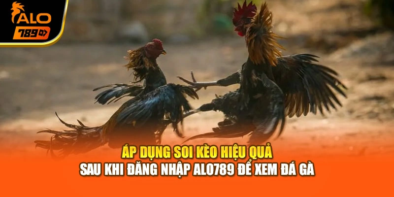 Áp dụng soi kèo hiệu quả sau khi đăng nhập Alo789 để xem đá gà