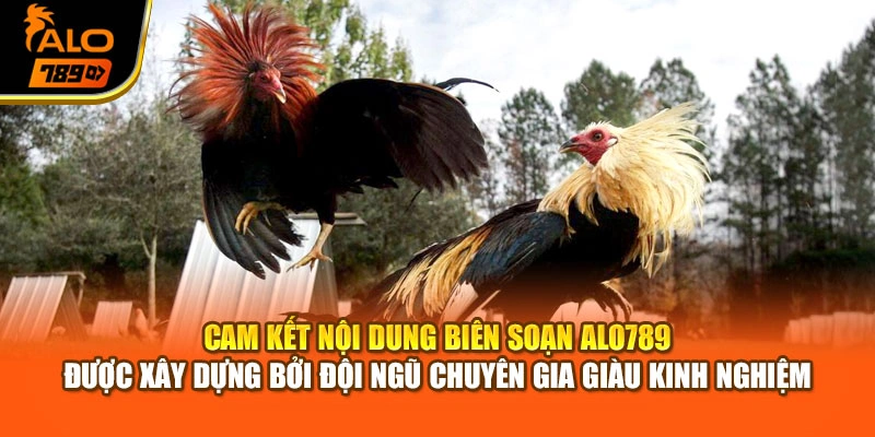 Cam kết nội dung biên soạn Alo789 được xây dựng bởi đội ngũ chuyên gia giàu kinh nghiệm