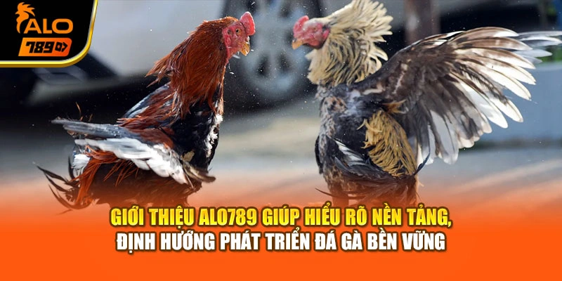 Giới thiệu Alo789 giúp hiểu rõ nền tảng, định hướng phát triển đá gà bền vững
