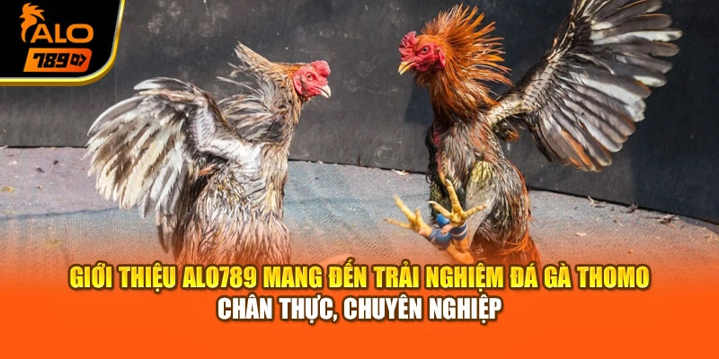 Giới thiệu Alo789 mang đến trải nghiệm đá gà Thomo chân thực, chuyên nghiệp