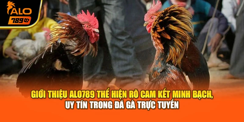 Giới thiệu Alo789 thể hiện rõ cam kết minh bạch, uy tín trong đá gà trực tuyến