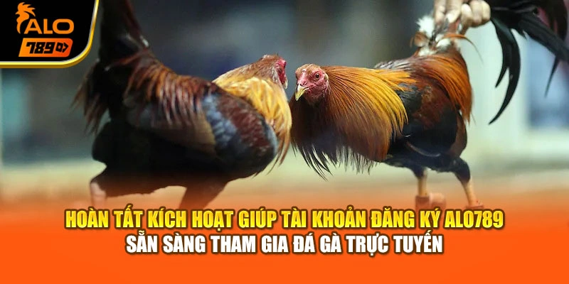 Hoàn tất kích hoạt giúp tài khoản đăng ký Alo789 sẵn sàng tham gia đá gà trực tuyến