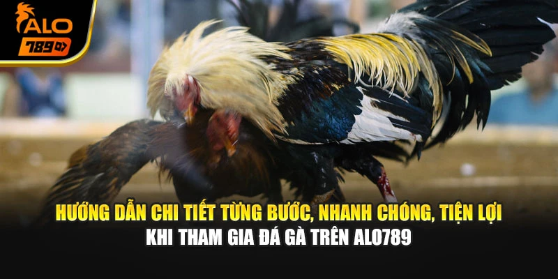Hướng dẫn chi tiết từng bước, nhanh chóng, tiện lợi khi tham gia đá gà trên Alo789